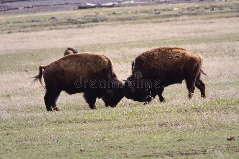 Bison Play Fighting