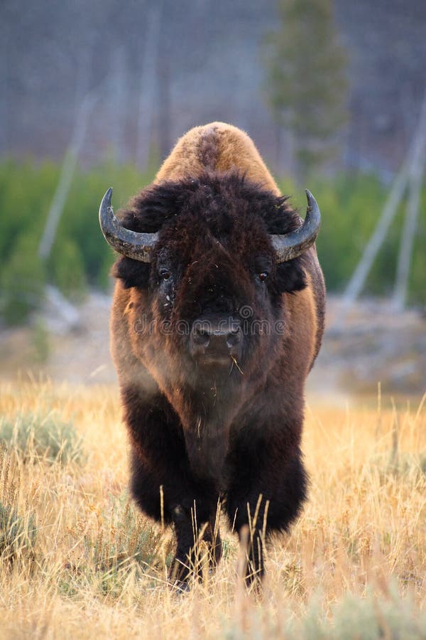 Bison portrait