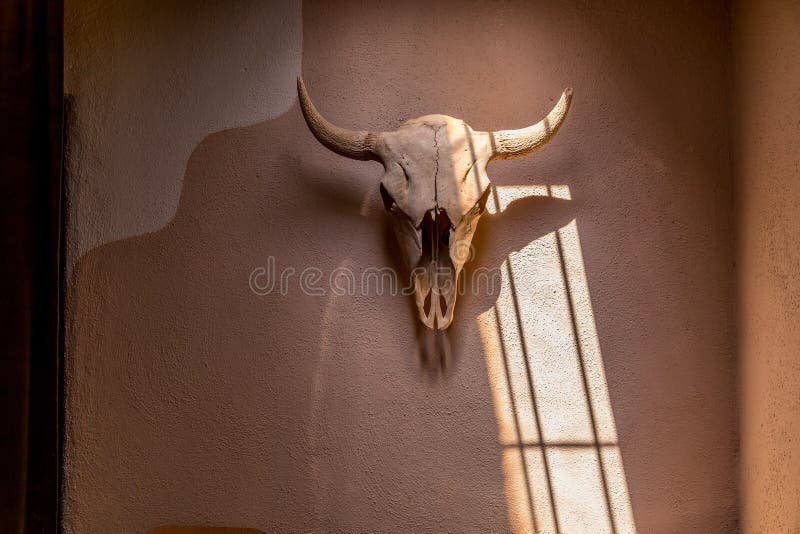 Bison skull on adobe wall stock image Bison skull on adobe wall stock image
