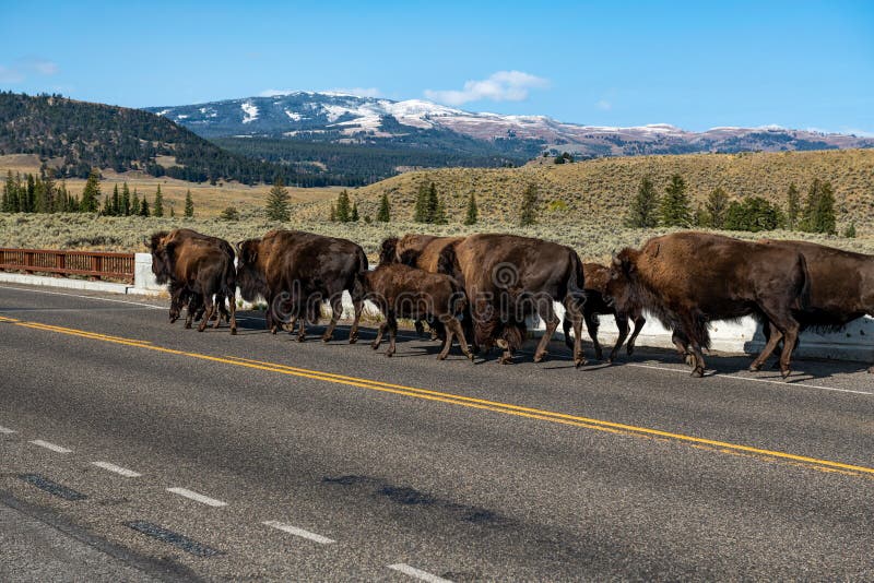 Lamar Valley in Yellowstone National Park along U.S. 212 NE Entrance Road in Wyoming. Lamar Valley in Yellowstone National Park along U.S. 212 NE Entrance Road in Wyoming