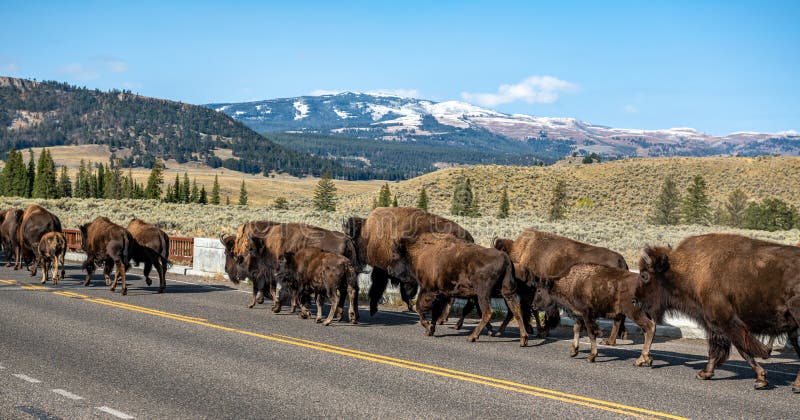 Lamar Valley in Yellowstone National Park along U.S. 212 NE Entrance Road in Wyoming. Lamar Valley in Yellowstone National Park along U.S. 212 NE Entrance Road in Wyoming