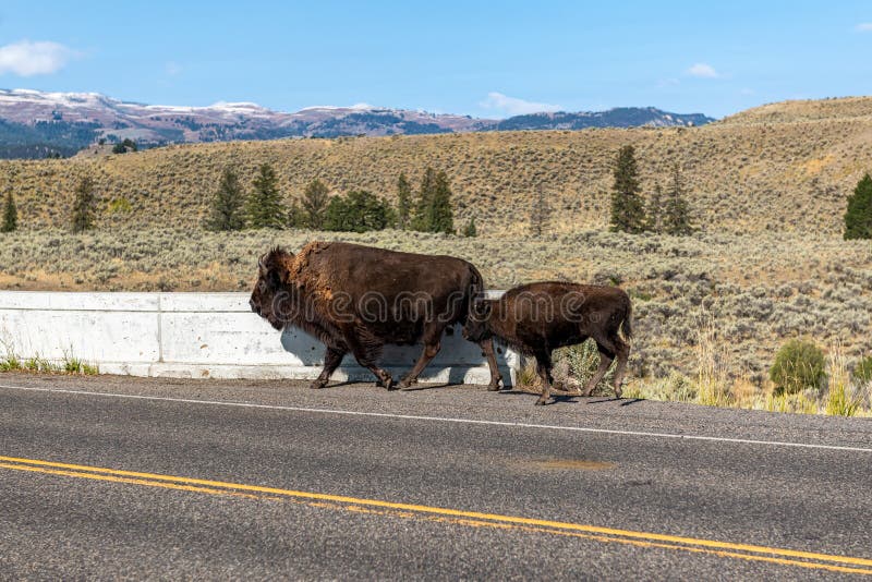 Lamar Valley in Yellowstone National Park along U.S. 212 NE Entrance Road in Wyoming. Lamar Valley in Yellowstone National Park along U.S. 212 NE Entrance Road in Wyoming