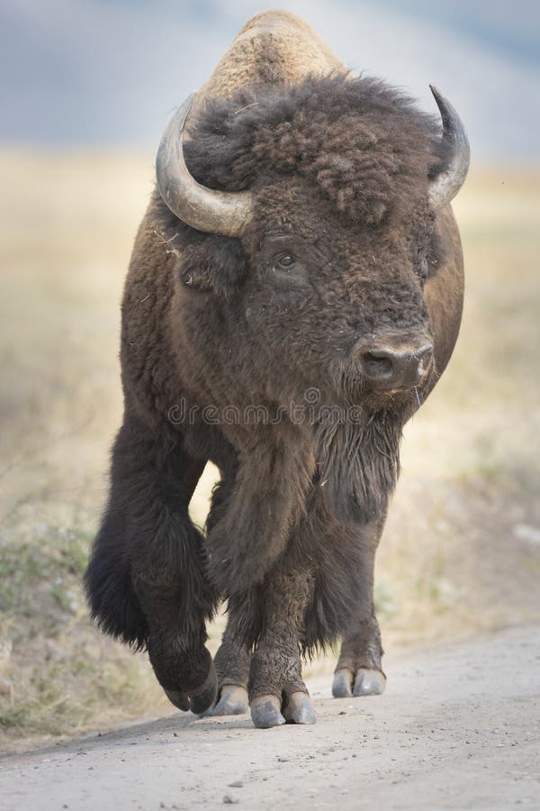 Bison standing in grass with mountains in background stock images