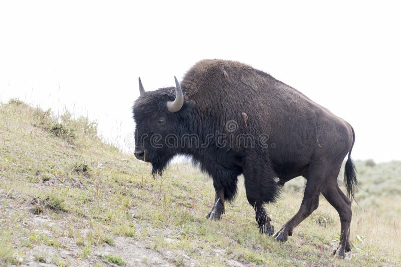 BISON WALKING ON GRASS MEADOW STOCK IMAGE stock image.