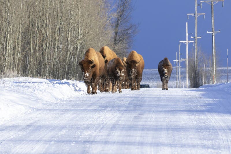 Bison walking on road with snow and telephone poles stock images