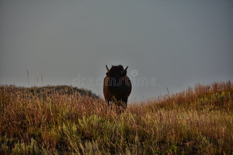 Bison at Roosevelt National Park North Dakota Stock Photo Image of