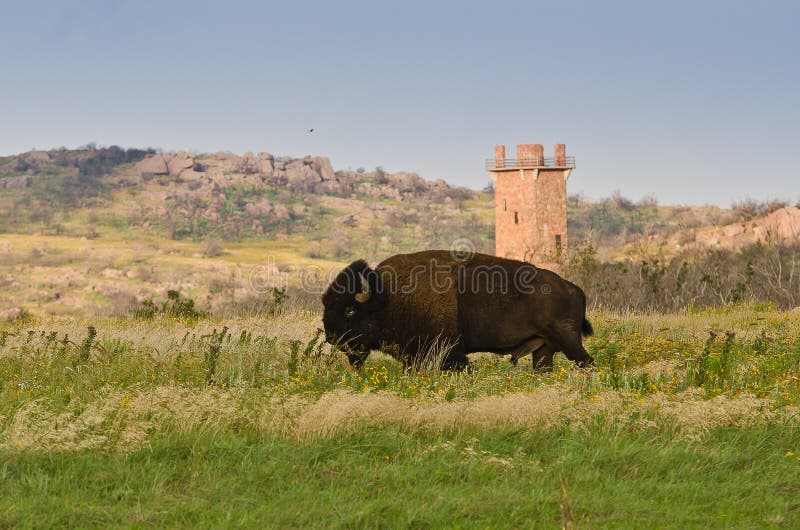 Bison Wichita Mountains, OK Stock Photo Image of historical, plains
