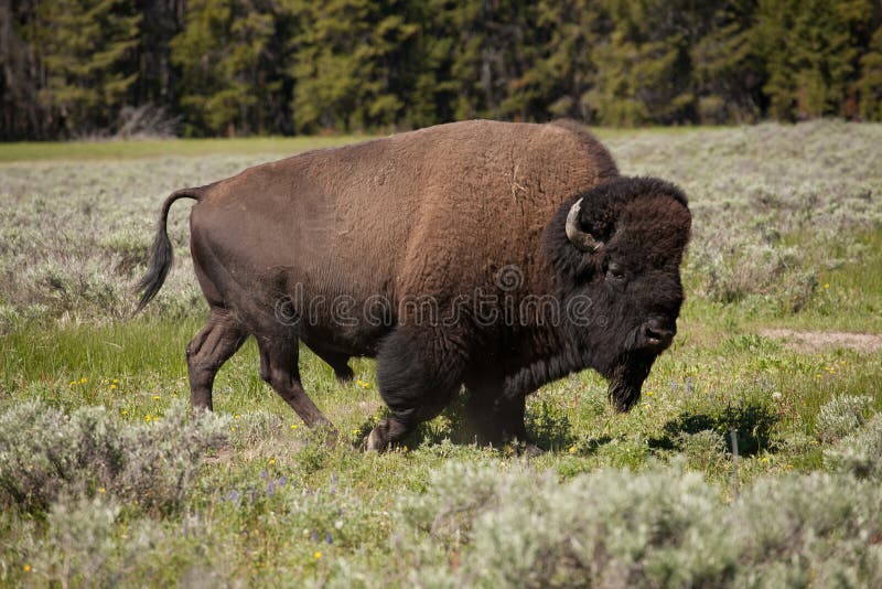 Bison sú zadarmo rozsah zvierat s Yellowstone National Park a v dôsledku toho, čo príde prirodzene.