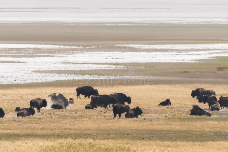 Bison, κρατικό πάρκο της αντιλόπης στην πόλη σολτ λέικ στοκ φωτογραφία με δικαίωμα ελεύθερης χρήσης