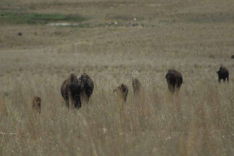 Bisonda de lago salado foto de archivo. Imagen de campo 229567092