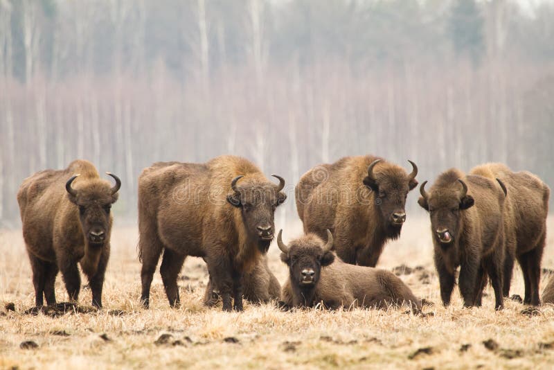 Bisone stockfoto. Bild von wiese, bison, büffel, tiere 20137774