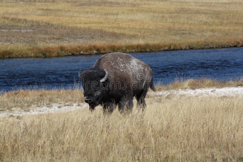 Bisonen, bisonbison Däggdjur i den Nat Yellowstonen Parkera