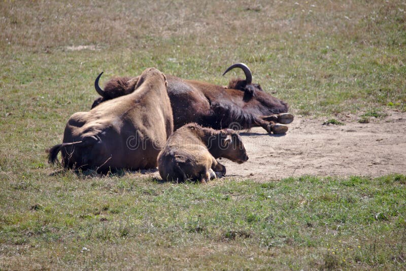 Bisonfamilie, die in der Sonne liegt stockbild Bisonfamilie, die in der Sonne liegt stockbild