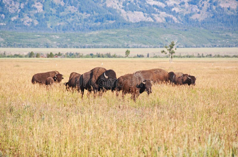 Bisons at Grand Teton National Park