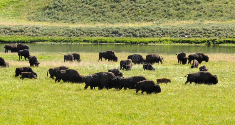 Bisons grazing in valley yellowstone national park