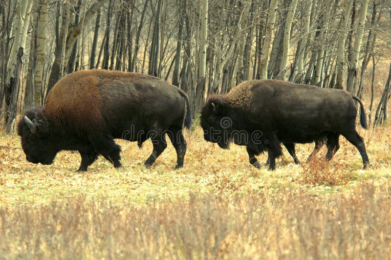 Bisonte in Alberta fotografia stock Bisonte in Alberta fotografia stock