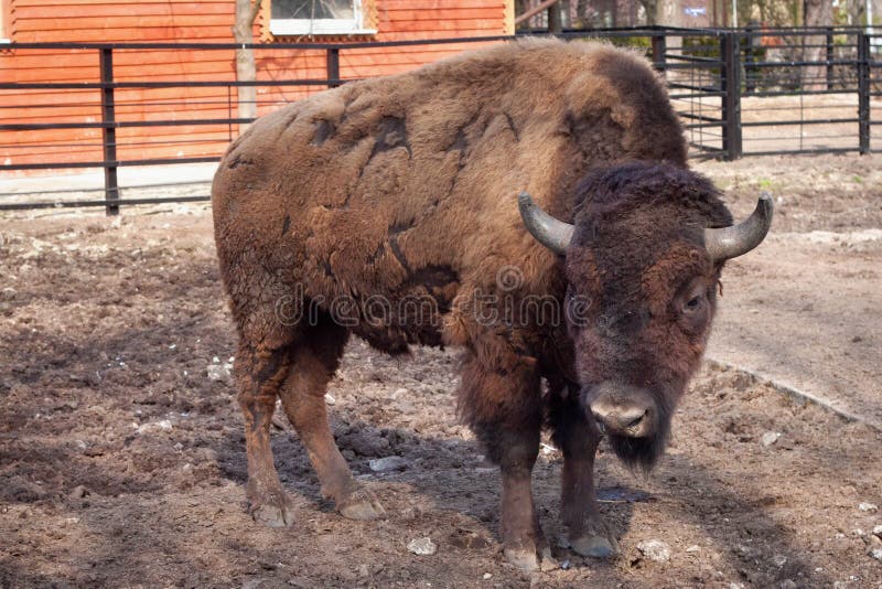 Bisonte americano no jardim zoológico foto de stock Bisonte americano no jardim zoológico foto de stock