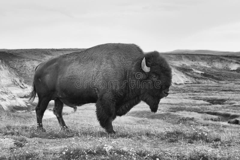 Bisonte americano no parque nacional de Yellowstone foto de stock royalty free Bisonte americano no parque nacional de Yellowstone foto de stock royalty free