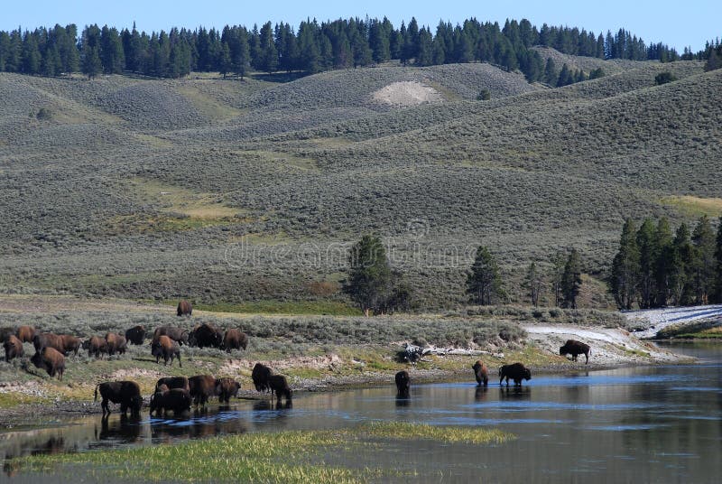 Gregge Del Bisonte Americano Nel Parco Nazionale Di Yellowstone, U.S.a. Immagine Stock - Foto 10