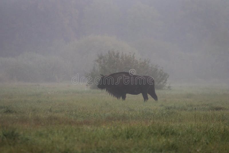 Bisonte europeo en la niebla de la mañana en el photog de la fauna del bosque fotos de archivo Bisonte europeo en la niebla de la mañana en el photog de la fauna del bosque fotos de archivo