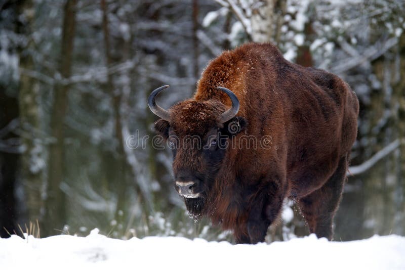 Bisonte europeo nella foresta di inverno, scena fredda con il grande animale marrone nell'habitat della natura, neve nell'albero, fotografia stock libera da diritti Bisonte europeo nella foresta di inverno, scena fredda con il grande animale marrone nell'habitat della natura, neve nell'albero, fotografia stock libera da diritti