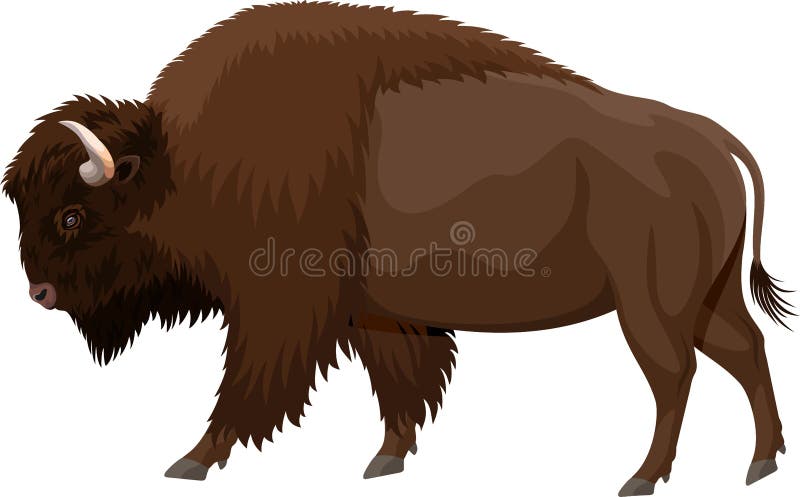 Bisonte marrom do búfalo do zubr do vetor ilustração stock Bisonte marrom do búfalo do zubr do vetor ilustração stock