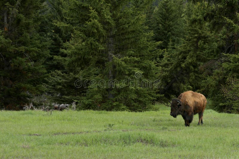Bisonte nella grande sosta nazionale di Tetons fotografie stock Bisonte nella grande sosta nazionale di Tetons fotografie stock