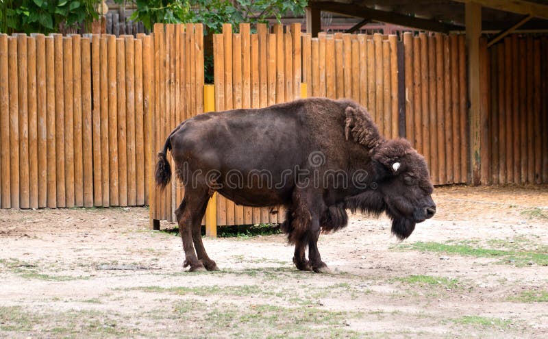 Bisonte no jardim zoológico fotos de stock Bisonte no jardim zoológico fotos de stock