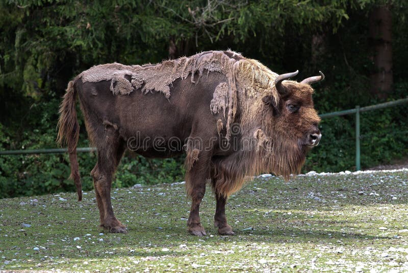 Bisonte o bisonte europeo, bonasus del bisonte in uno zoo tedesco immagini stock Bisonte o bisonte europeo, bonasus del bisonte in uno zoo tedesco immagini stock