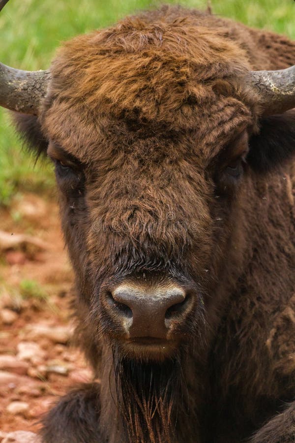 Bisonte poderoso contra moscas. Bisonte poderoso que pone en un prado contra las moscas pequeñas, desagradables que rodearon ojos de un toro