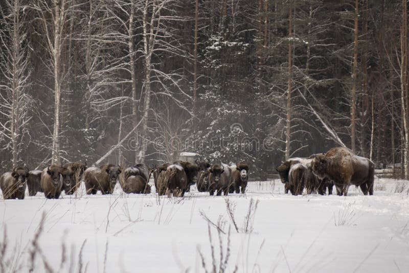 Bisonte selvatico d'inverno. animali selvatici in riserva.