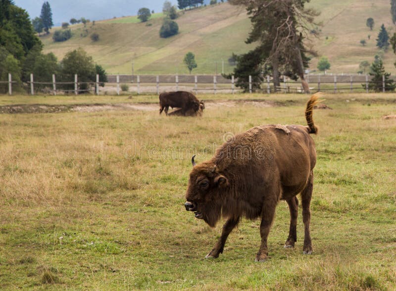 Bisonte trastornado fotografía de archivo libre de regalías Bisonte trastornado fotografía de archivo libre de regalías