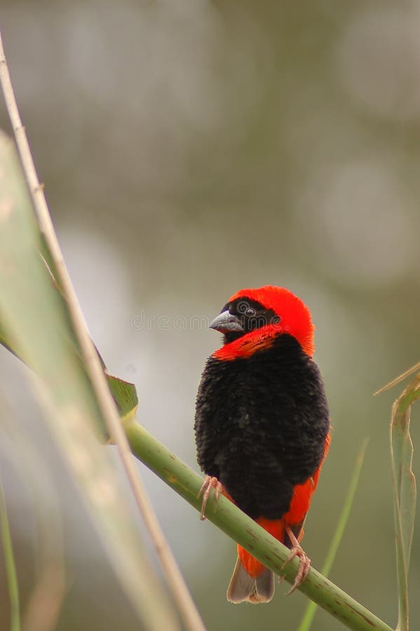 Pássaro Bispo-Vermelho fotografia de stock royalty free