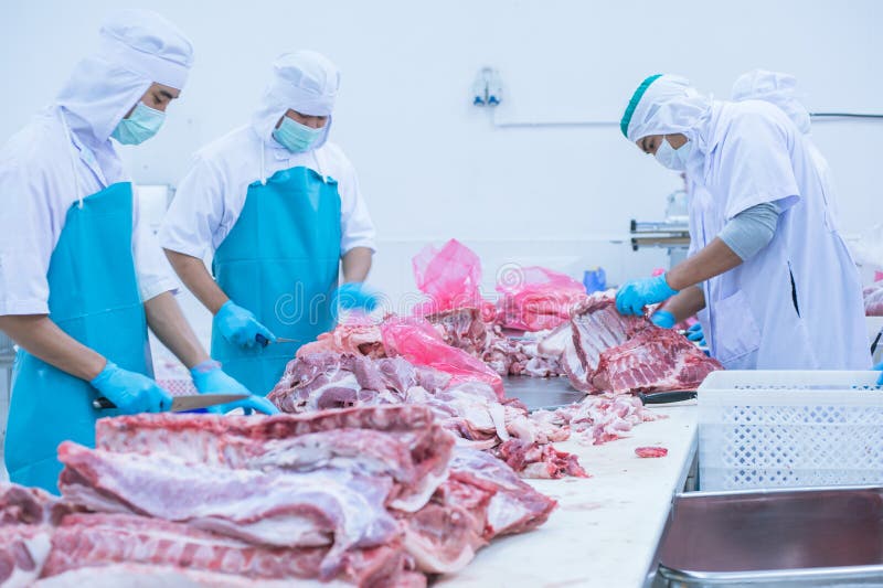 Bitande köttslakthusarbetare i fabriken royaltyfri bild Bitande köttslakthusarbetare i fabriken royaltyfri bild