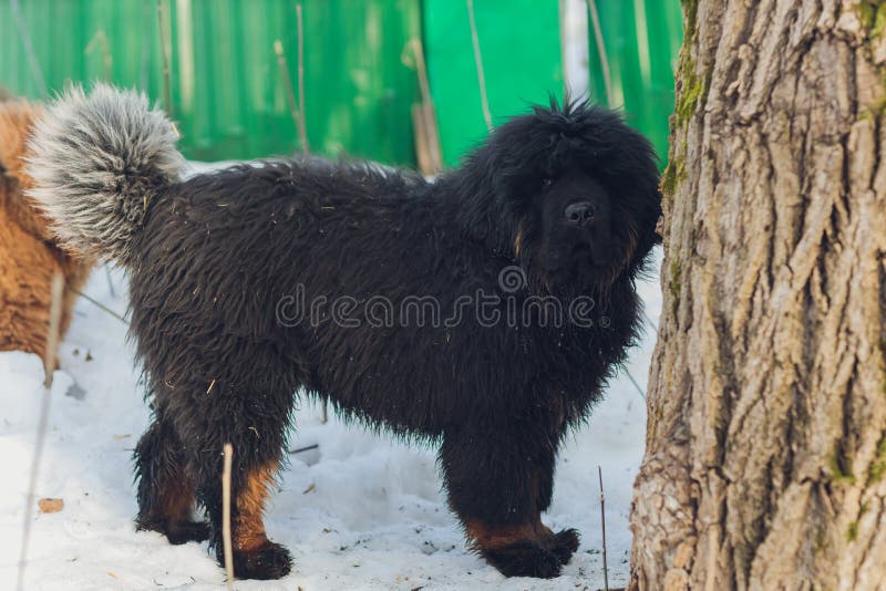 Dog Breed Tibetan Mastiff Standing in the Snow. Stock Photo Image of