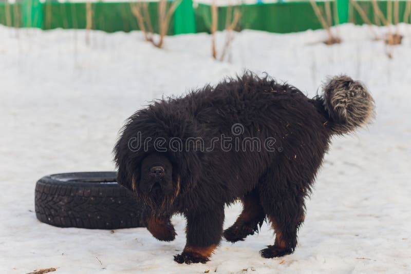 Dog Breed Tibetan Mastiff Standing in the Snow. Stock Photo Image of