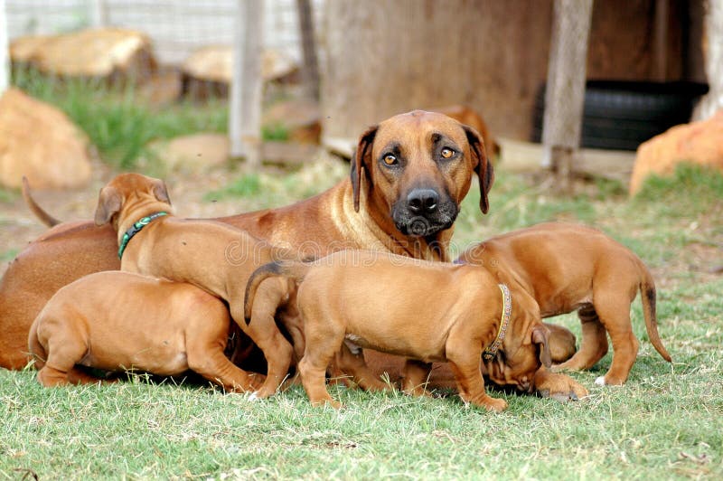 A beautiful Rhodesian Ridgeback and her cute little playing puppies in the backyard outdoors. Rhodesian puppies stock images, royalty-free photos and pictures
