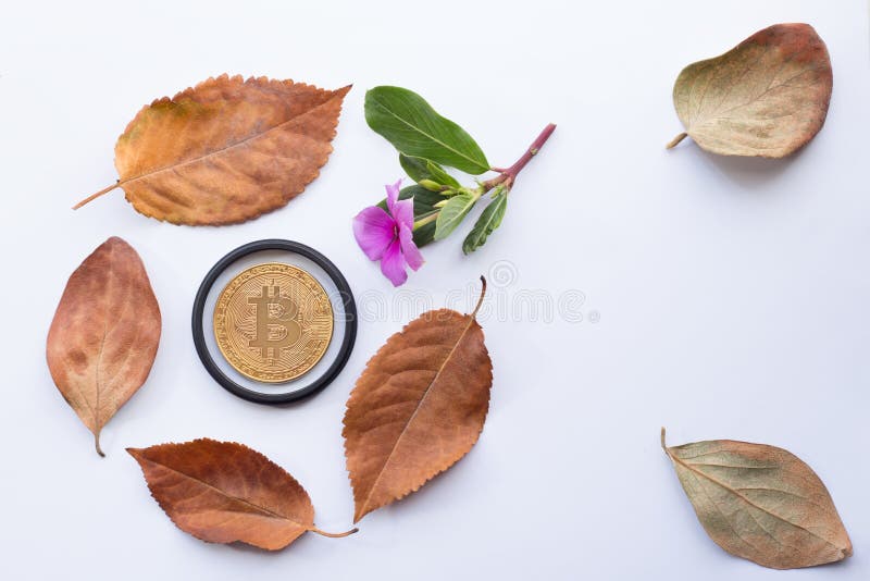Bitcoin with Flowers and Leaves Stock Image Image of gold, growth