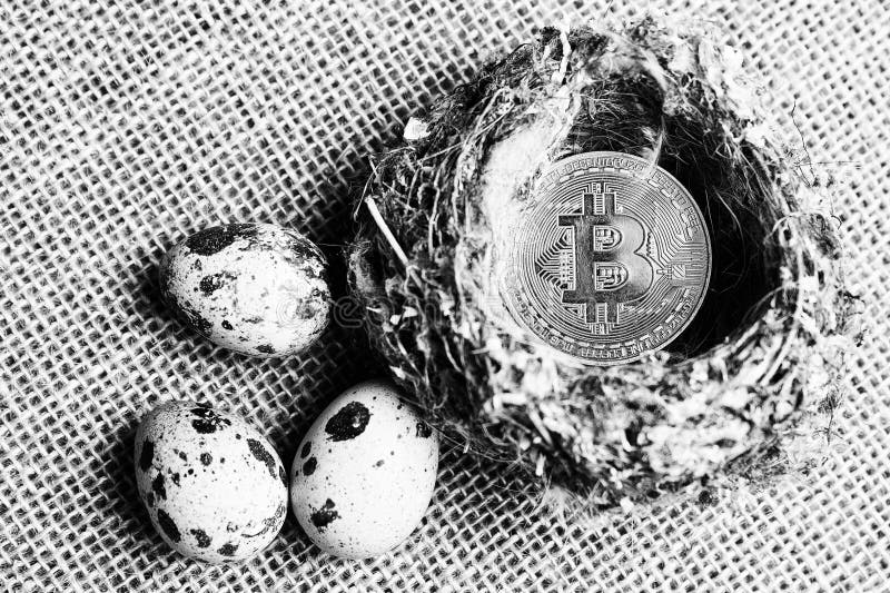 Bitcoin na ptaka gniazdeczku obok jajek, bitcoins i nowej koncepcji wirtualny pieniądze, z bliska Bia?y zdjęcie stock Bitcoin na ptaka gniazdeczku obok jajek, bitcoins i nowej koncepcji wirtualny pieniądze, z bliska Bia?y zdjęcie stock