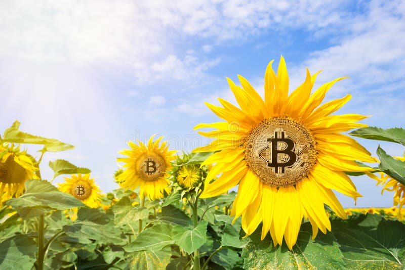 Bitcoin στα λουλούδια του ηλίανθου στις ακτίνες του φωτεινού ήλιου στοκ φωτογραφία με δικαίωμα ελεύθερης χρήσης Bitcoin στα λουλούδια του ηλίανθου στις ακτίνες του φωτεινού ήλιου στοκ φωτογραφία με δικαίωμα ελεύθερης χρήσης