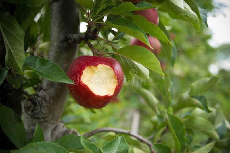 604 Bite Apple Tree Photos - Free & Royalty-Free Stock Photos from Dreamstime