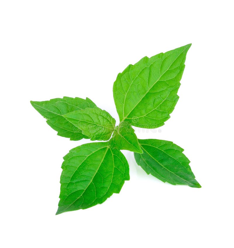 Bitter Weed stock photo. Image of bitter, roadsides, sunflower 83838786