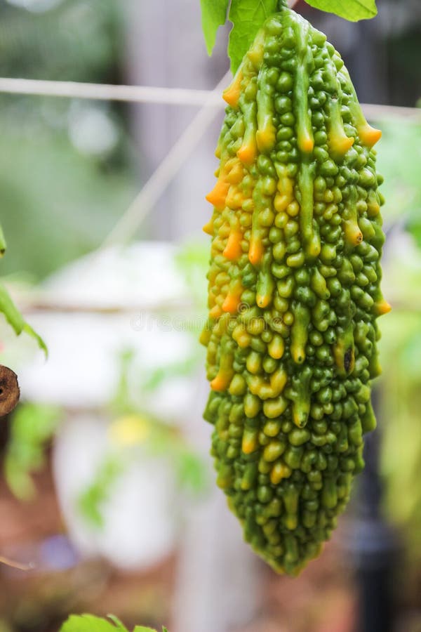 Bitter Gourd Growing in the Garden Stock Image Image of agriculture