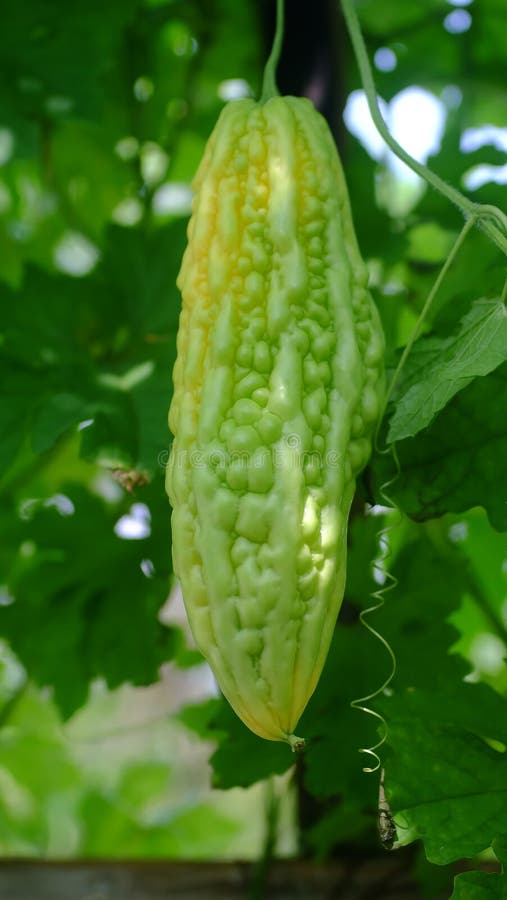 Bitter Gourd Hanging on Tree Stock Photo Image of bittergourd