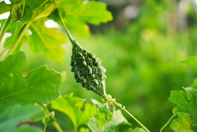 Bitter Gourd with Leaves Background Stock Image Image of diet, nature