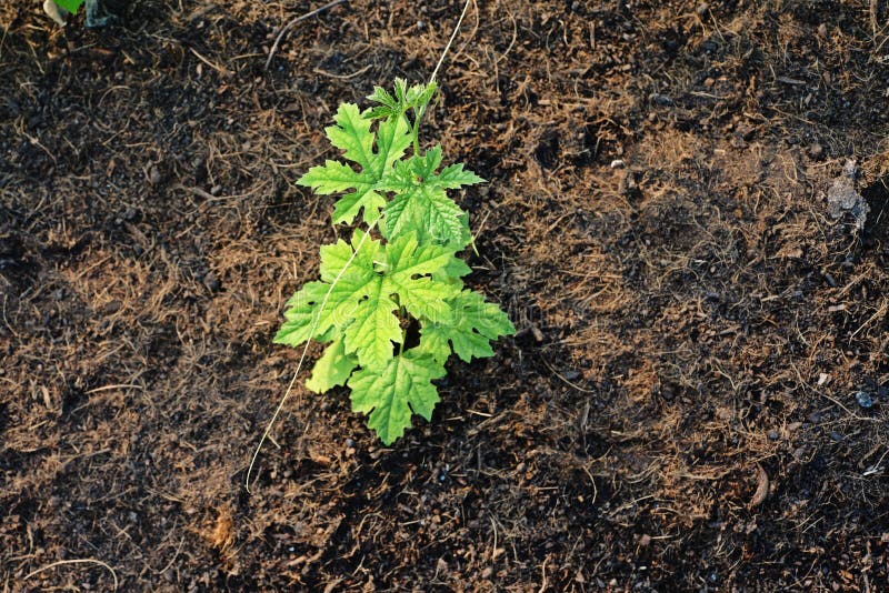 Seedling Bitter Cucumber or Bitter Gourd Growing in Field Plant