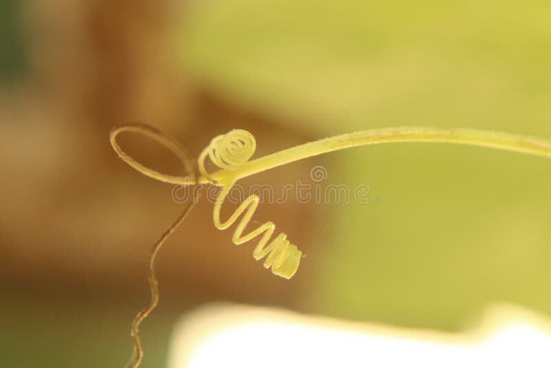 A bitter gourd spring