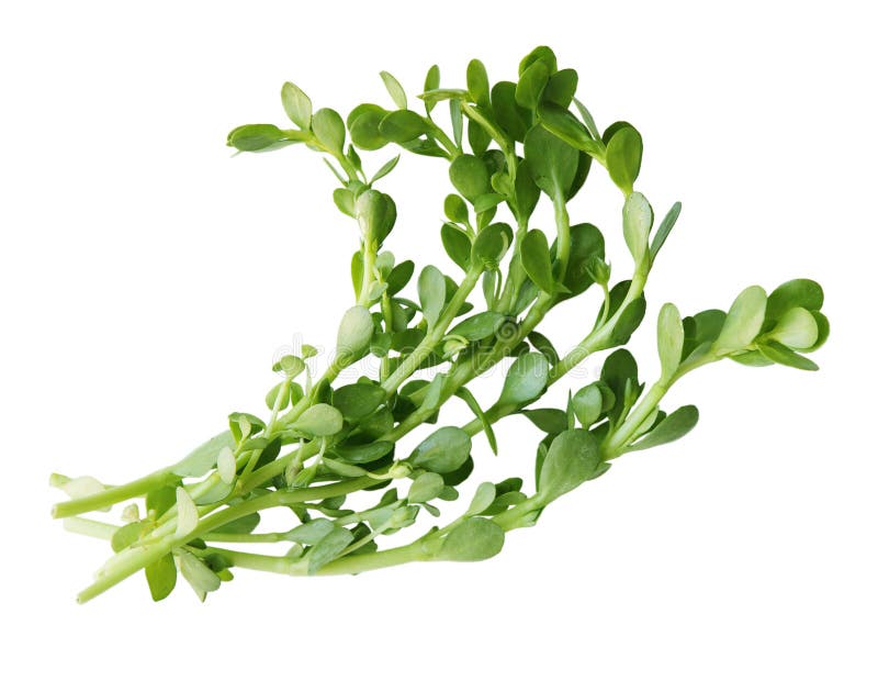 Bitter Herb Plant stock photo. Image of bitter, leafed 25947570