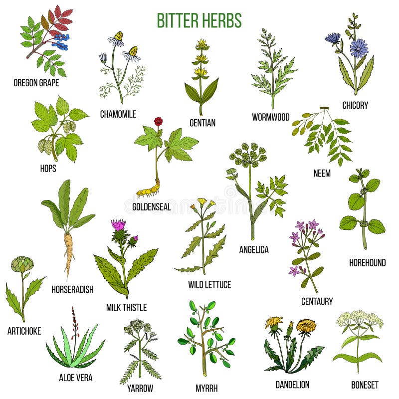 Bitter herbs collection stock vector. Illustration of health 88829766