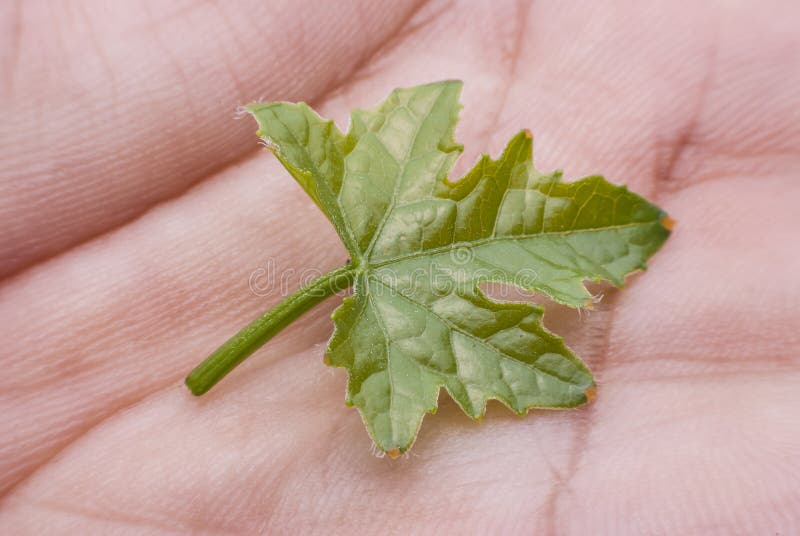 Bitter Leaf gourd stock photo. Image of life, green 214527180